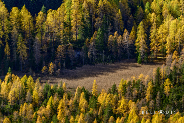 Larches in the fall