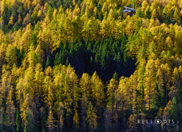 Larches in the fall